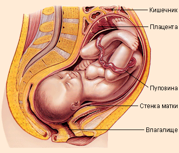 Органы беременной женщины расположение в картинках