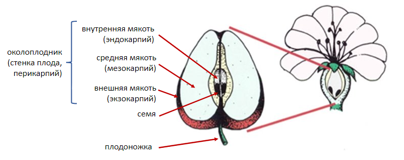 Плоды и их классификация