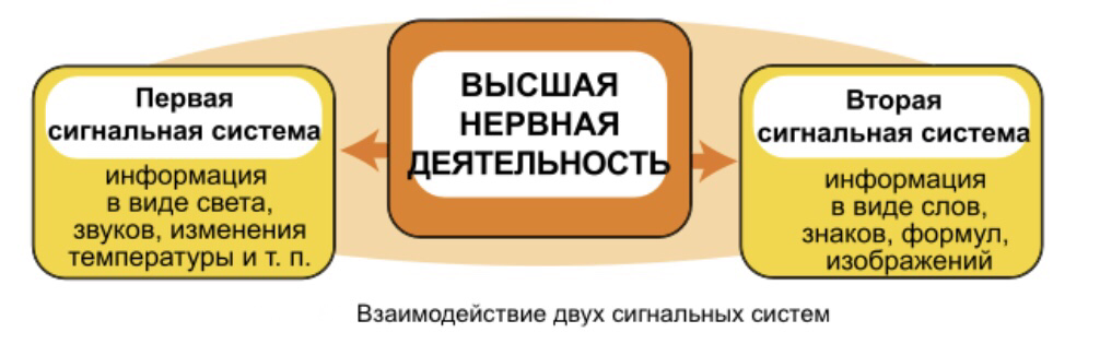 Высшая нервная деятельность человека