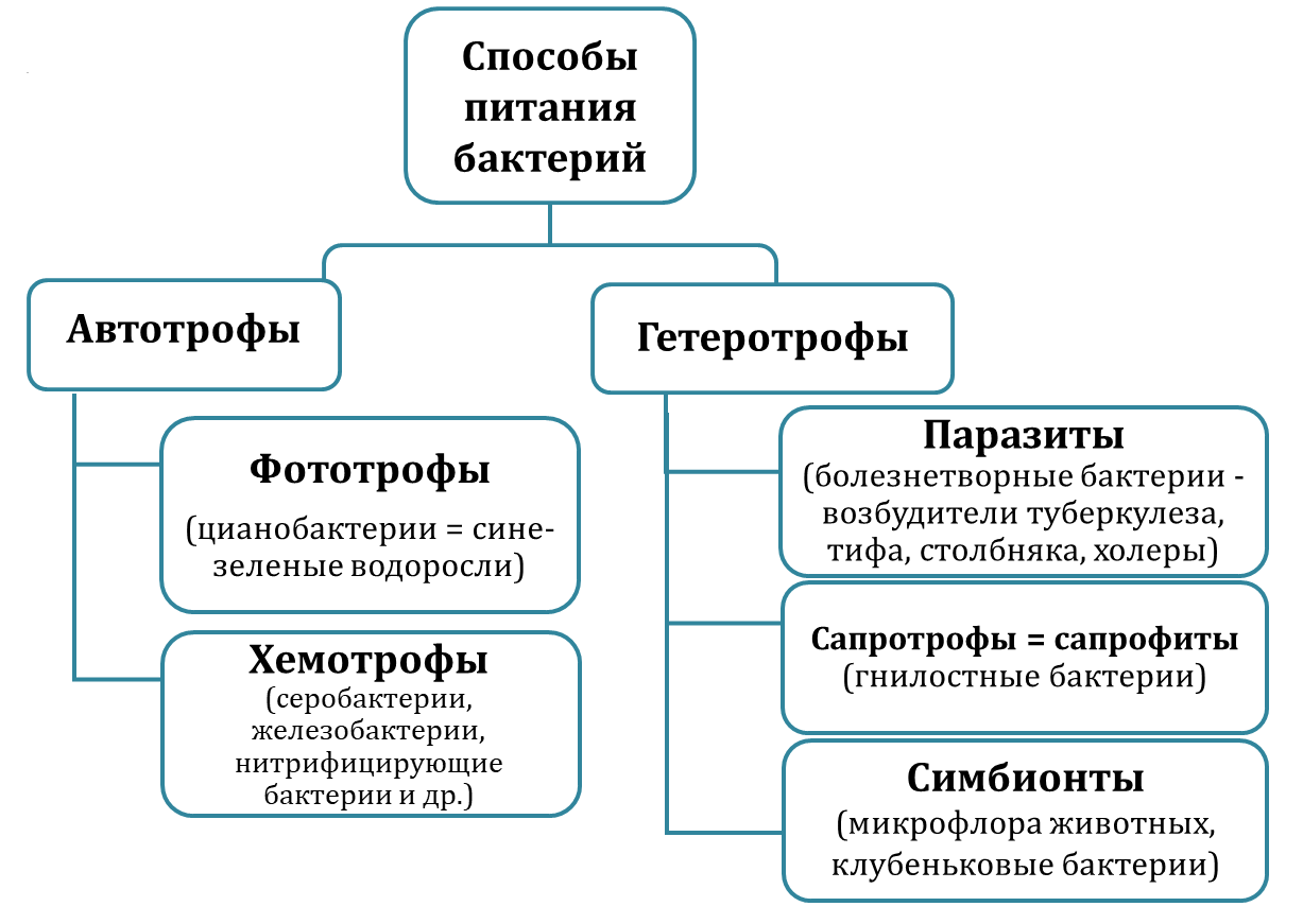 Гетеротрофы — Википедия