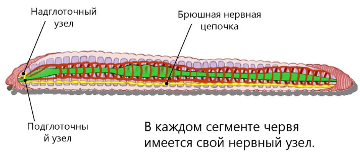 Кольчатые черви имеют нервную