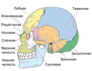 Картинки по запросу строение черепа