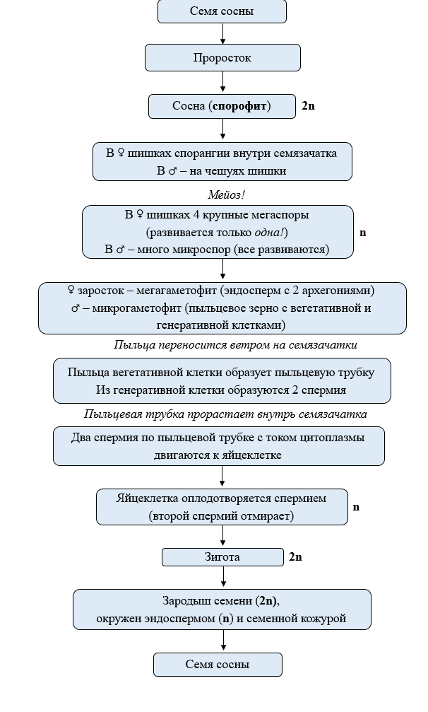 Стадии роста растений