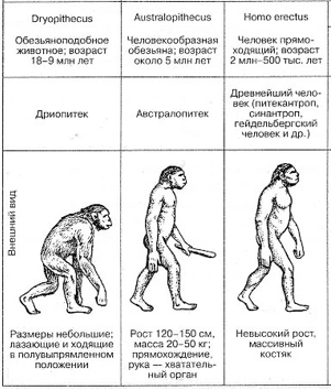 Антропогенез — Википедия