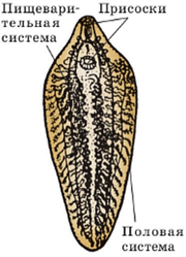Пищеварительная система сосальщиков. Печеночный сосальщик строение. Строение плоских червей сосальщики. Внутреннее строение печеночного сосальщика. Строение печеночного сосальщика рисунок.