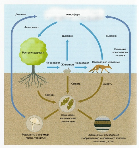 Круговорот кислорода, углерода, азота, фосфора и серы в биосфере