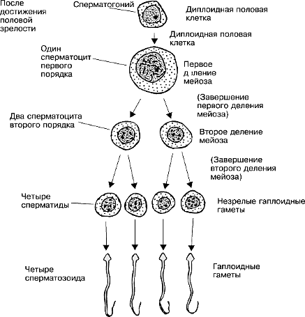 Сколько длится время жизни сперматозоидов?