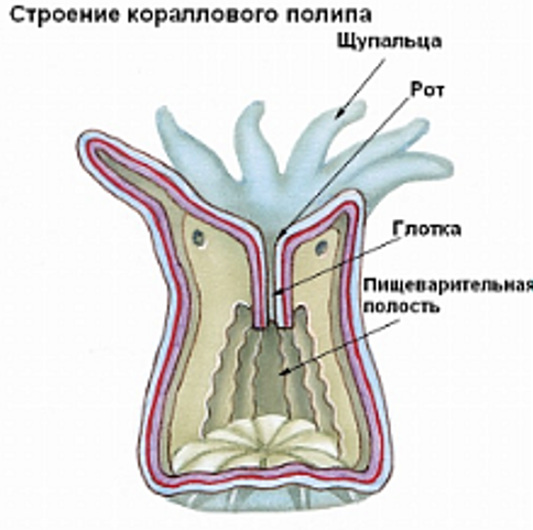 Строение актинии рисунок