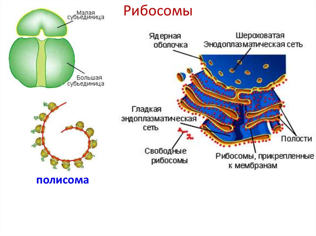 Рибосома в клетке рисунок