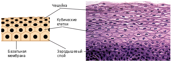 Ткани и органы в организме человека — что это, определение и ответ