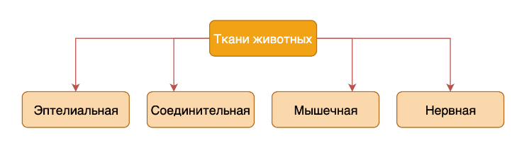 Типы тканей животных: соединительная, мышечная, нервная и эпителиальная