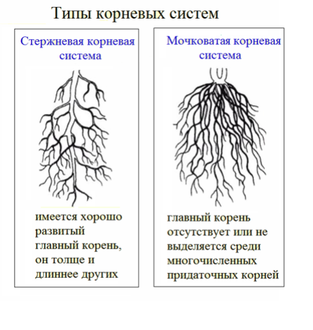 Корни с чередованием в русском языке — Блог Тетрики