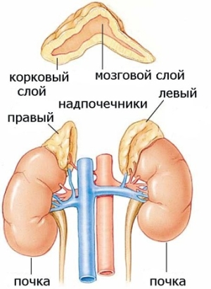 Смешанные железы. Поджелудочная железа. Половые железы