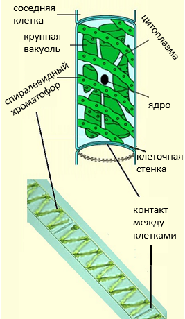 КРАСНЫЕ ВОДОРОСЛИ