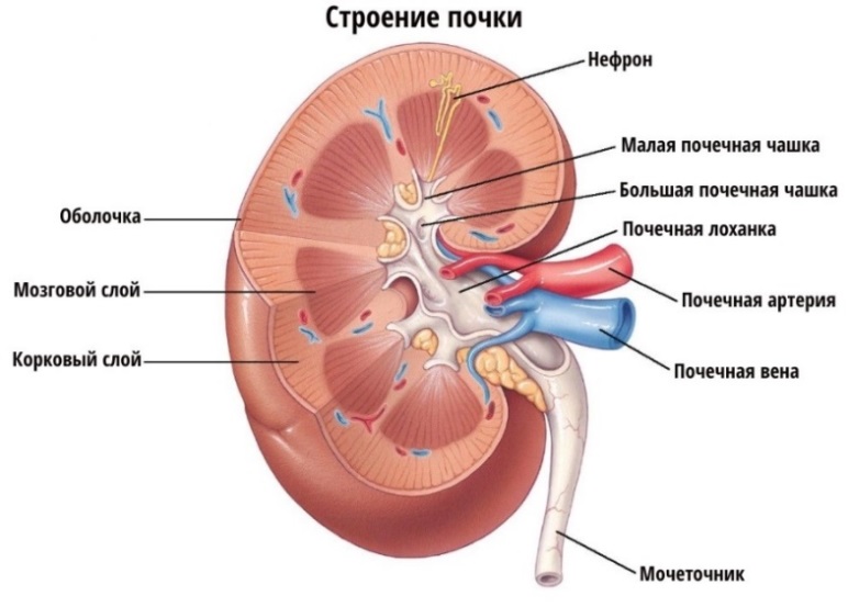 Симптомы ХПН