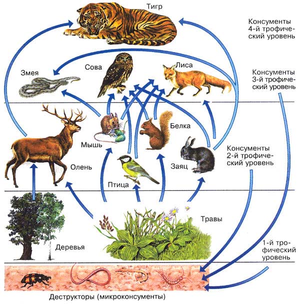 Трофические уровни экосистемы схема