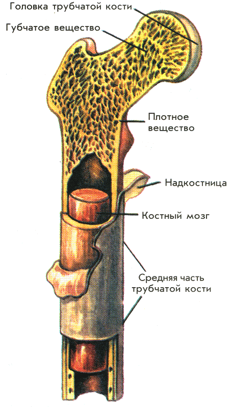 Скелет человека — Википедия