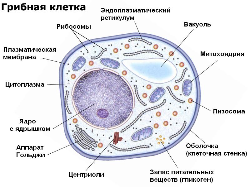 Как называется органоид изображенный на рисунке который имеется в большинстве эукариотических клеток