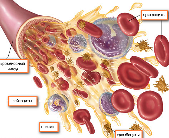 Из чего состоит кровь?