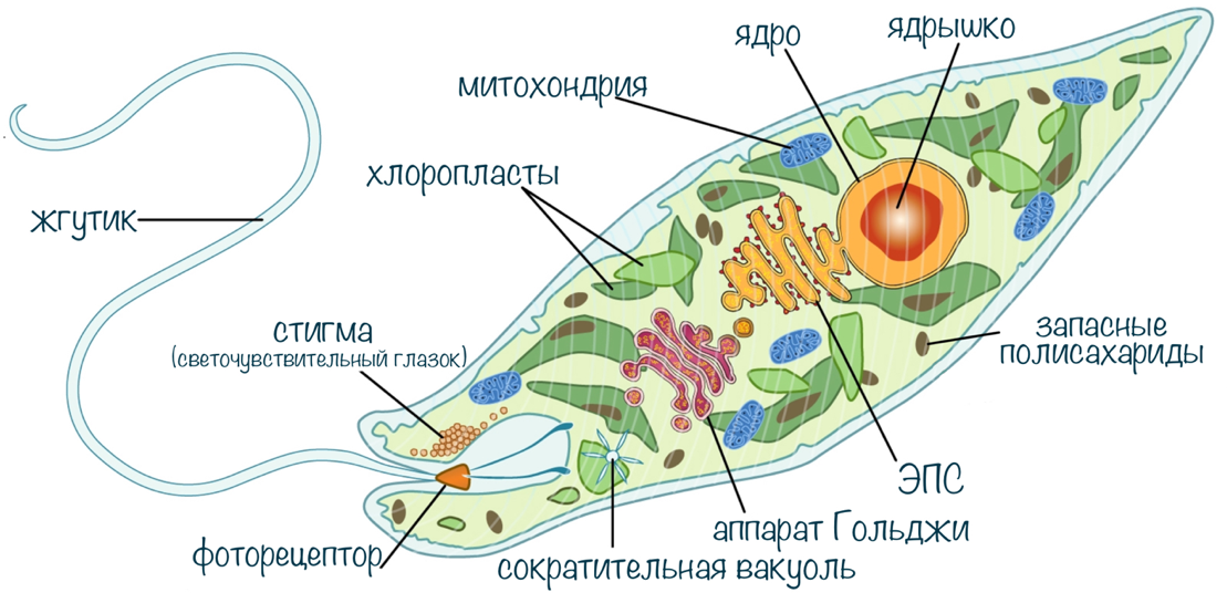 Эвглена зеленая строение рисунок