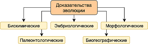 Какие есть достоверные научные доказательства макроэволюции?