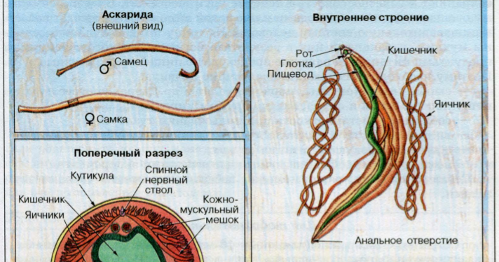 Схема строения круглых червей