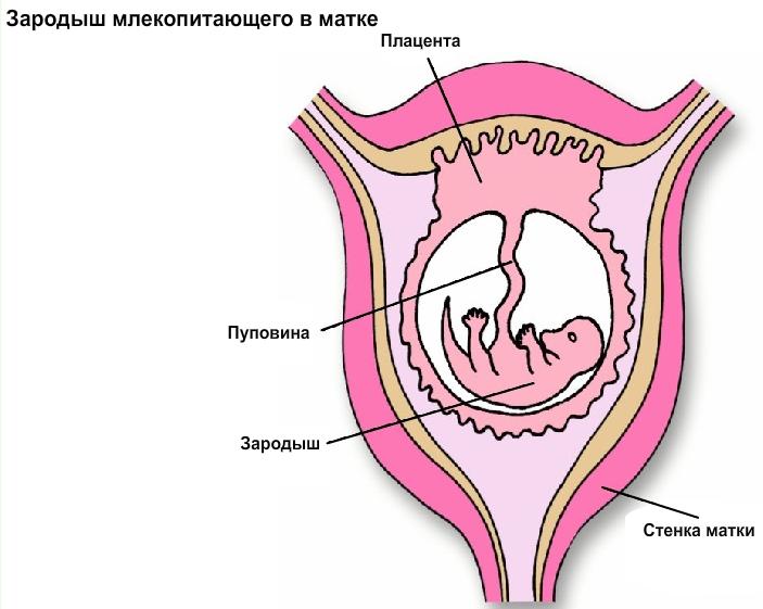 На рисунке показано развитие зародыша внутри матки