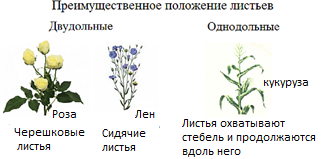 Очень легкие рисунки на листе