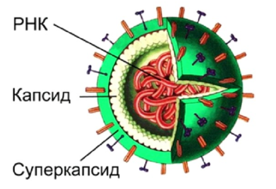 1.3. Описание, строение и жизненный цикл вируса