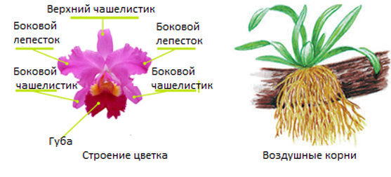 Папоротники Покрытосеменные Однодольные