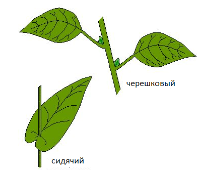 Картинки листьев деревьев с названиями (39 шт.)