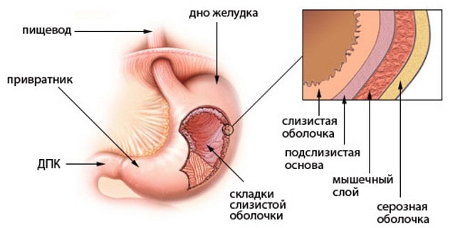 Ð¡ÑÑÐ¾ÐµÐ½Ð¸Ðµ ÑÑÐµÐ½ÐºÐ¸ Ð¶ÐµÐ»ÑÐ´ÐºÐ°