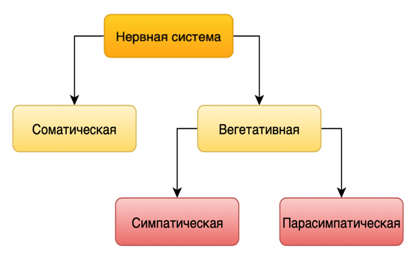 Система Нервная (Nervous System) | Новая медицина Ликино-Дулево