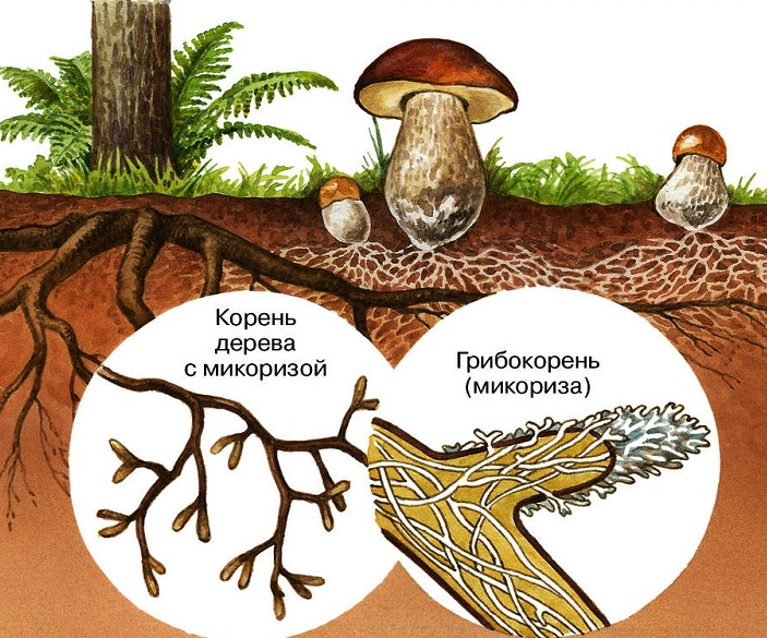 Как выглядит группа организмов грибы