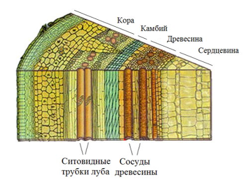 Строение стебля рисунок. Кора кожица Луб лубяные волокна ситовидные трубки. Продольный разрез стебля. Срез стебля без подписей. Строение стебля без подписей.