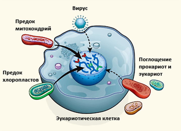 Органеллы — Википедия