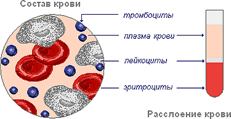 Значение лимфы в организме