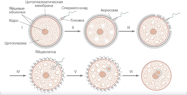 Как наступает беременность