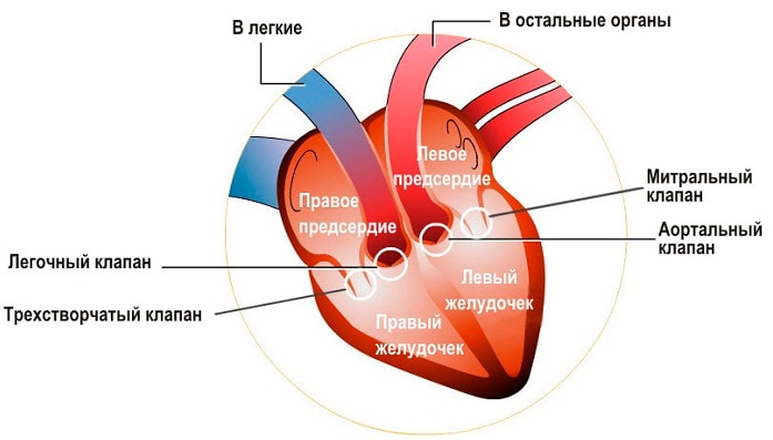 Анатомия сердечно-сосудистой системы