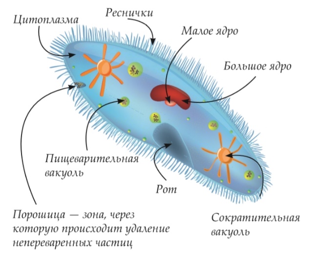 Задание 9. Многообразие организмов. Бактерии, грибы, растения, животные, вирусы: все задания