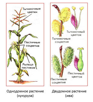 19. Рисунок гипсового слепка детали растения