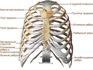 Схема грудной клетки человека