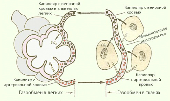 Газообмен в тканях схема