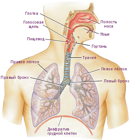 Физиология дыхания человека