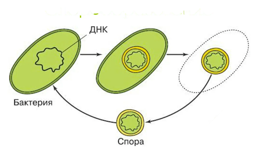 Спора бактерий картинки