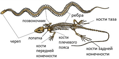 Общая характеристика класса Пресмыкающиеся — что это, определение и ответ