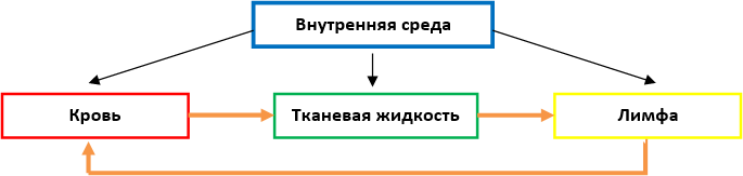 Значение лимфы в организме