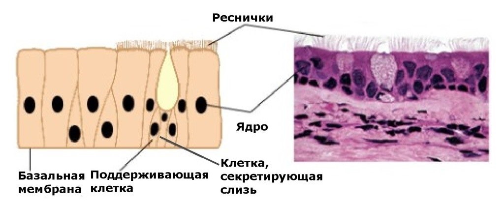 Мерцательный эпителий рисунок