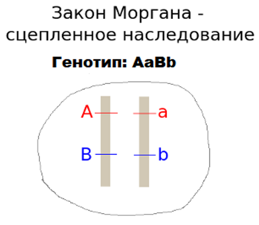 Какие гены называются сцепленными - важная информация для генетиков