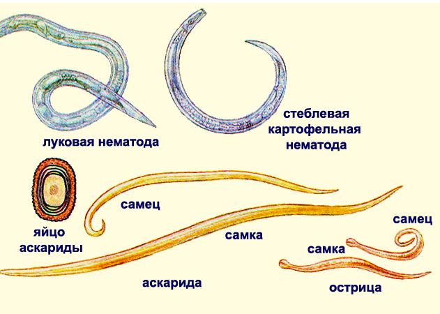 круглые черви все паразиты